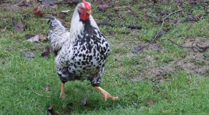 Blind cockerel now sees