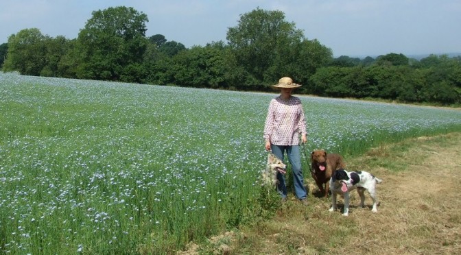 Linseed (flax) for dogs: colitis & raw diets