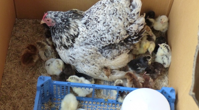 Broody Hen to the Rescue