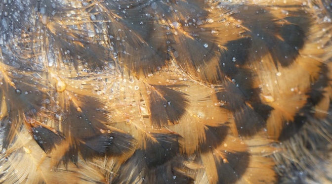 Spangled Wyandotte cockerel feathers
