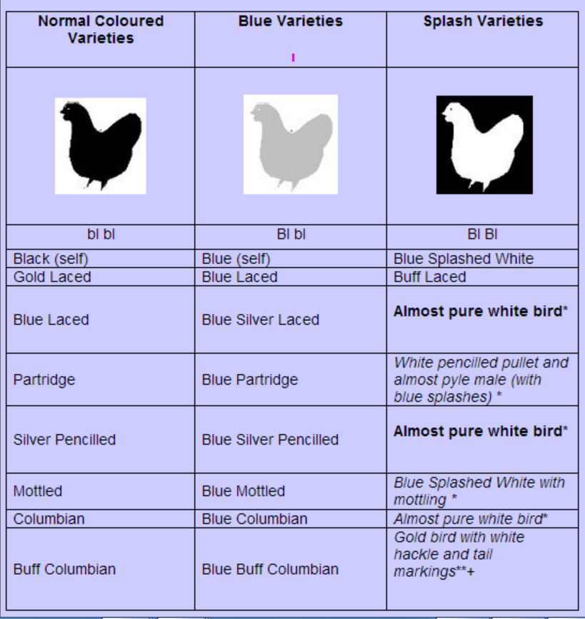 Use of blue gene in chicken varieties