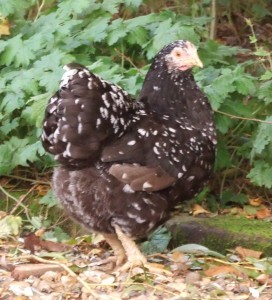 Young Chocolate Mottled Wyandotte pulletYoung Chocolate Mottled Wyandotte pullet
