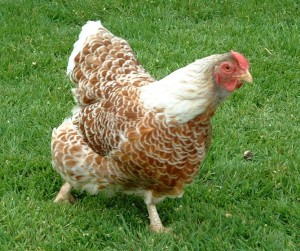 Lovely buff laced hen
