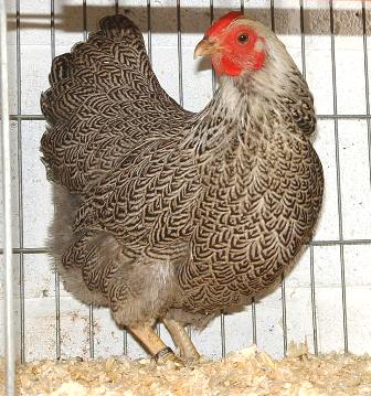 silver pencilled hen