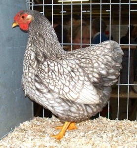 Blue silver laced pullet was shown at the National 