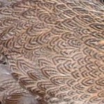 Partridge Wyandotte female plumage: the gold version