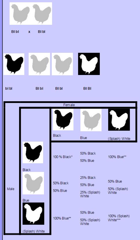  genetics of breeding blue chickens