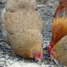 Pullets and cockerel
