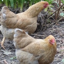 Blue partridge Wyandotte hens, pullet breeders.