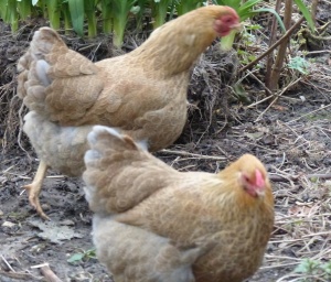 Blue partridge Wyandotte hens, pullet breeders.