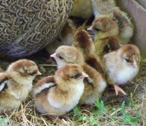 Partridge Wyandotte chicks