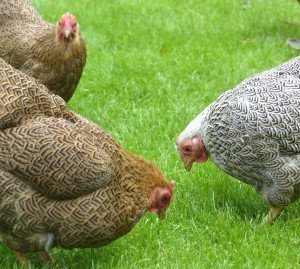 Partridge and silver pencilled Wyandotte hens