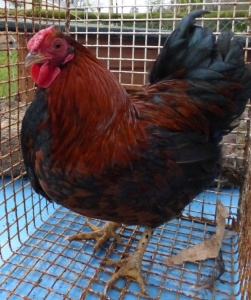 Young Gold Spangled Wyandotte cockerel