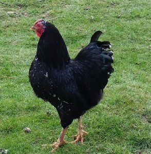 Great, great, great and some grandson of German mottled pullet
