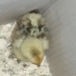 marbled chickdown chick