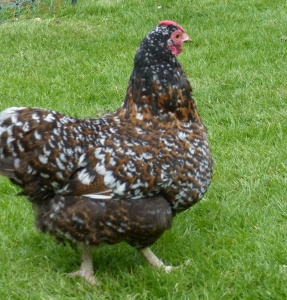 One year old tolbunt hen
