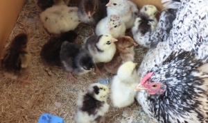 Broody Wyandotte hen and chicks