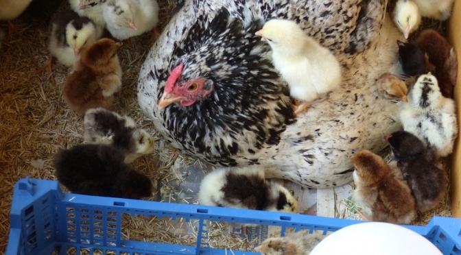 Partridge, mottled, millefleur chicks and one white chick.