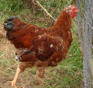 blk tailed red cockerel