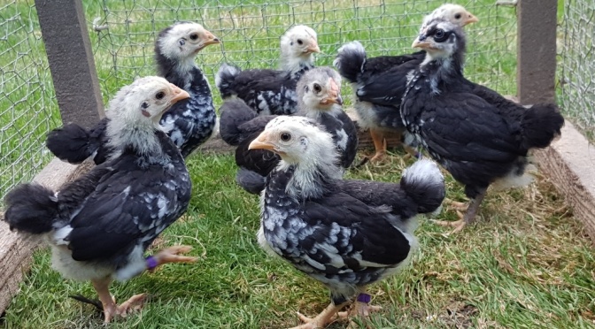 Mottled Wyandotte chicks feathering up nicely
