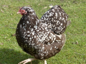 Chocolate mottled hen