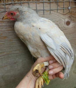 Yellow front lavender male