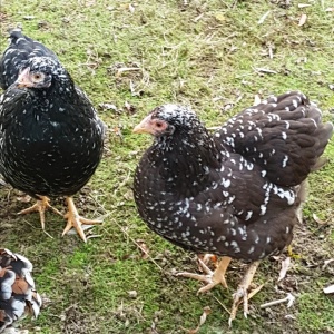 Chocolate and black mottled Wyandotte pullets