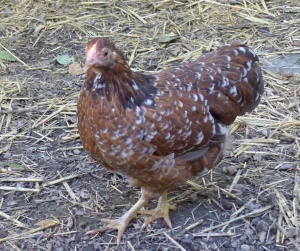 Young CHOCOLATE RED millefleur Wyandotte pullet