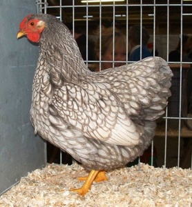 Non Standard Blue Laced Silver shown at the National