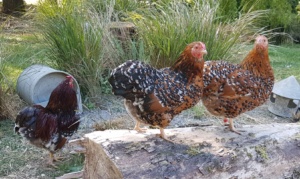 Millefleur Wyandotte hens with dun millefleur cock